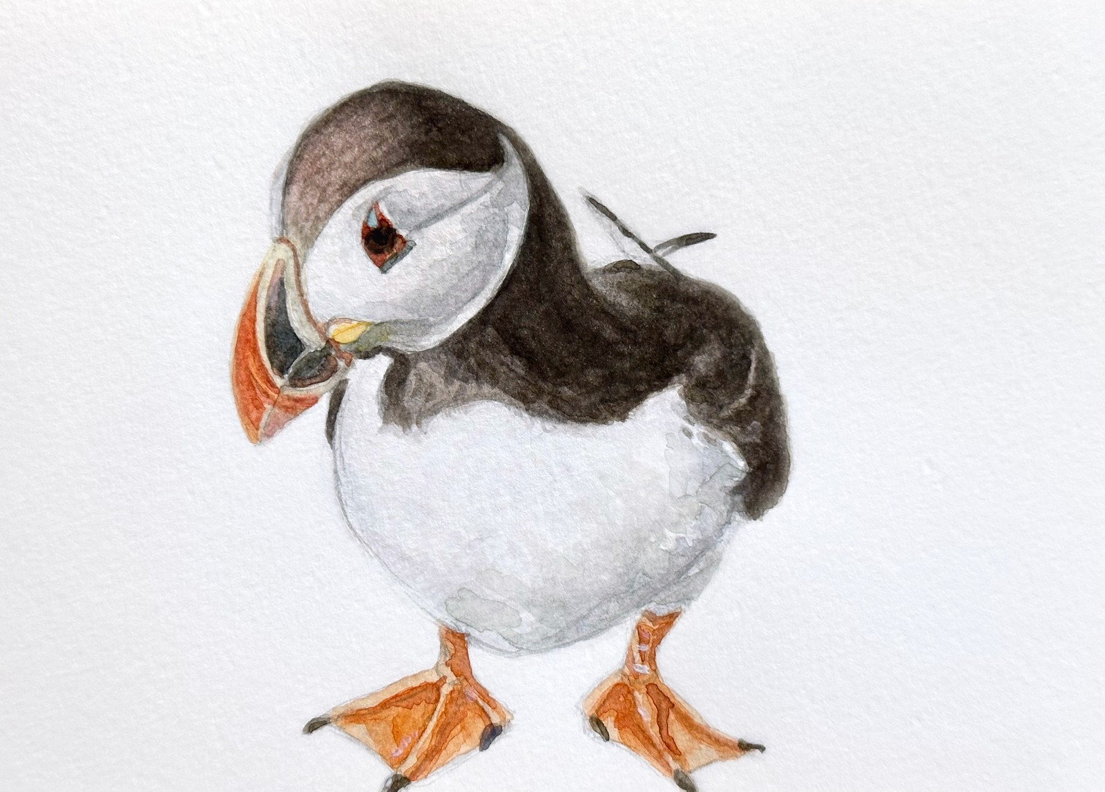 Atlantic Puffin &nbsp;&nbsp; | &nbsp;&nbsp; 8.25" x 5" &nbsp;&nbsp;|&nbsp;&nbsp;  watercolor on paper