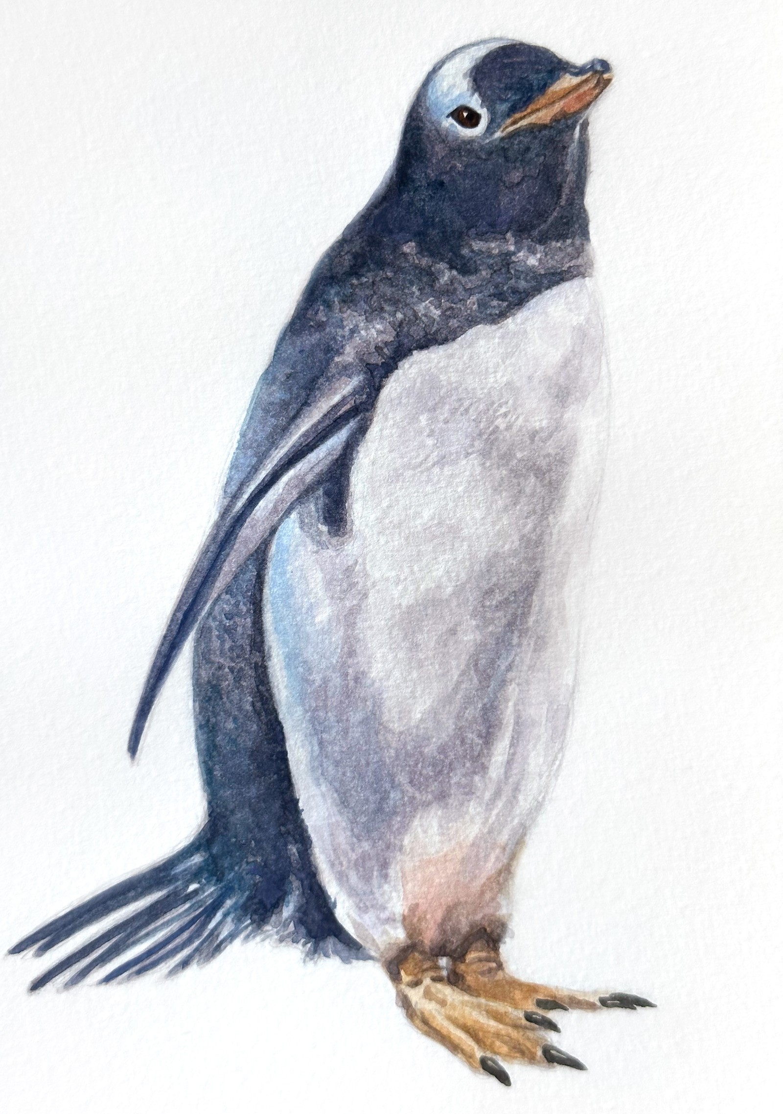 Gentoo Penguin &nbsp;&nbsp; | &nbsp;&nbsp; 5" x 8.25" &nbsp;&nbsp;|&nbsp;&nbsp;  watercolor on paper