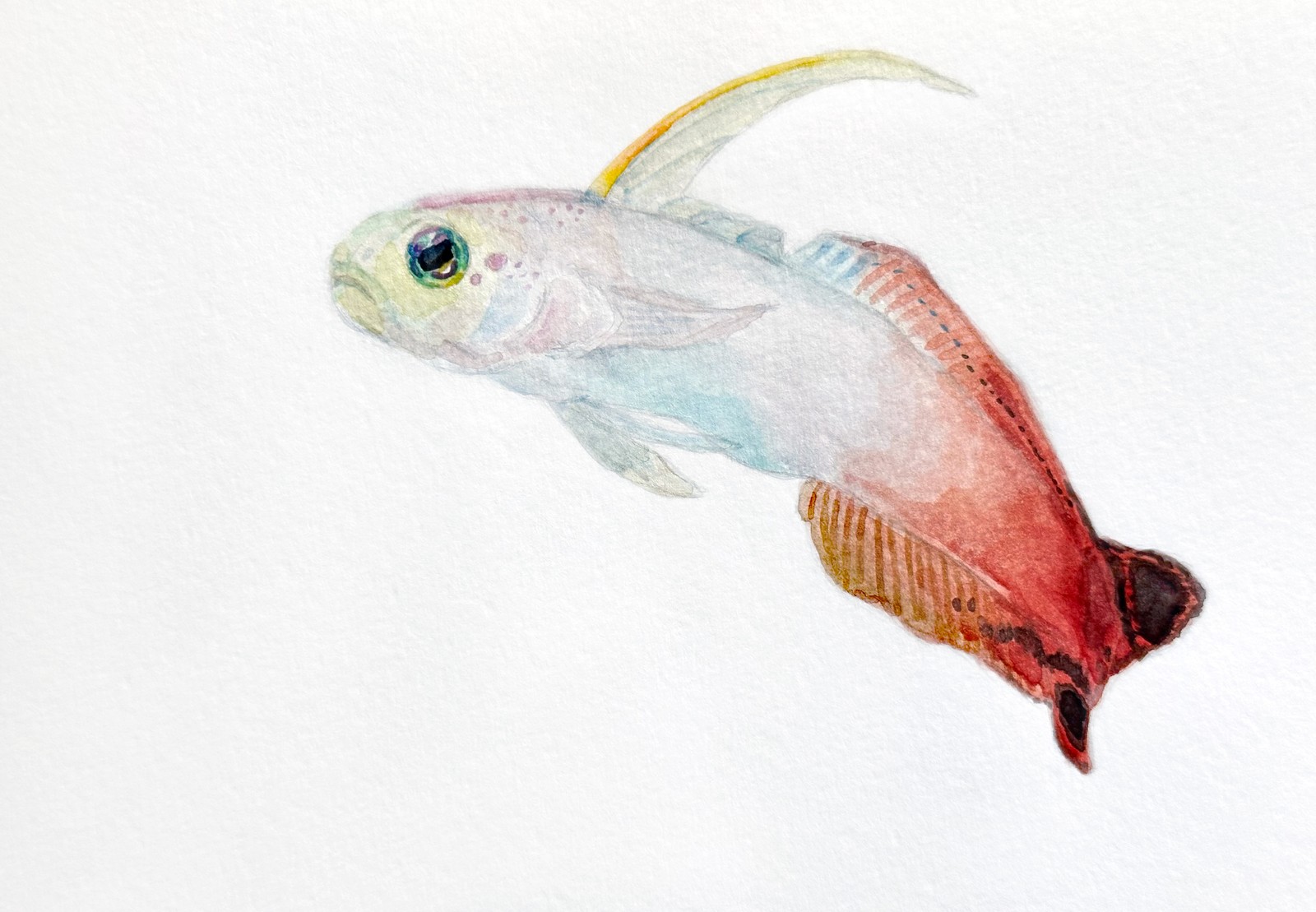 Firefish Goby &nbsp;&nbsp; | &nbsp;&nbsp; 8.25" x 5" &nbsp;&nbsp;|&nbsp;&nbsp;  watercolor on paper