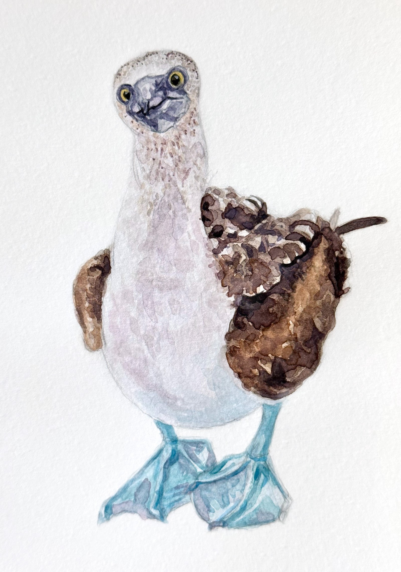 Blue-footed Booby &nbsp;&nbsp; | &nbsp;&nbsp; 5" x 8.25" &nbsp;&nbsp;|&nbsp;&nbsp;  watercolor on paper