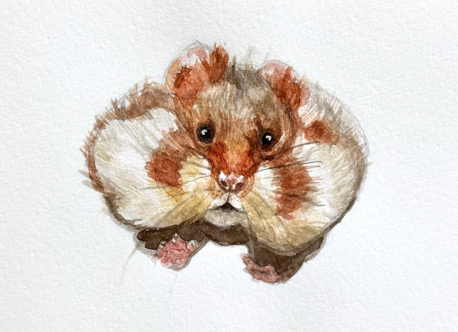 European Hamster &nbsp;&nbsp; | &nbsp;&nbsp; 8.25" x 5" &nbsp;&nbsp;|&nbsp;&nbsp;  watercolor on paper