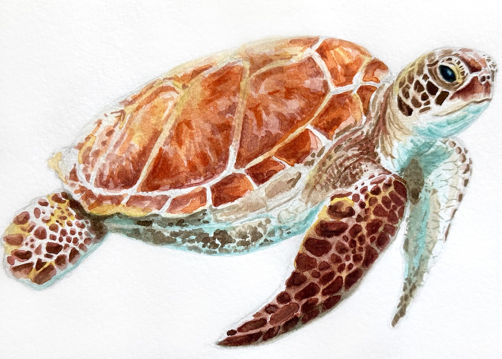 Green Sea Turtle &nbsp;&nbsp; | &nbsp;&nbsp; 8.25" x 5" &nbsp;&nbsp;|&nbsp;&nbsp;  watercolor on paper