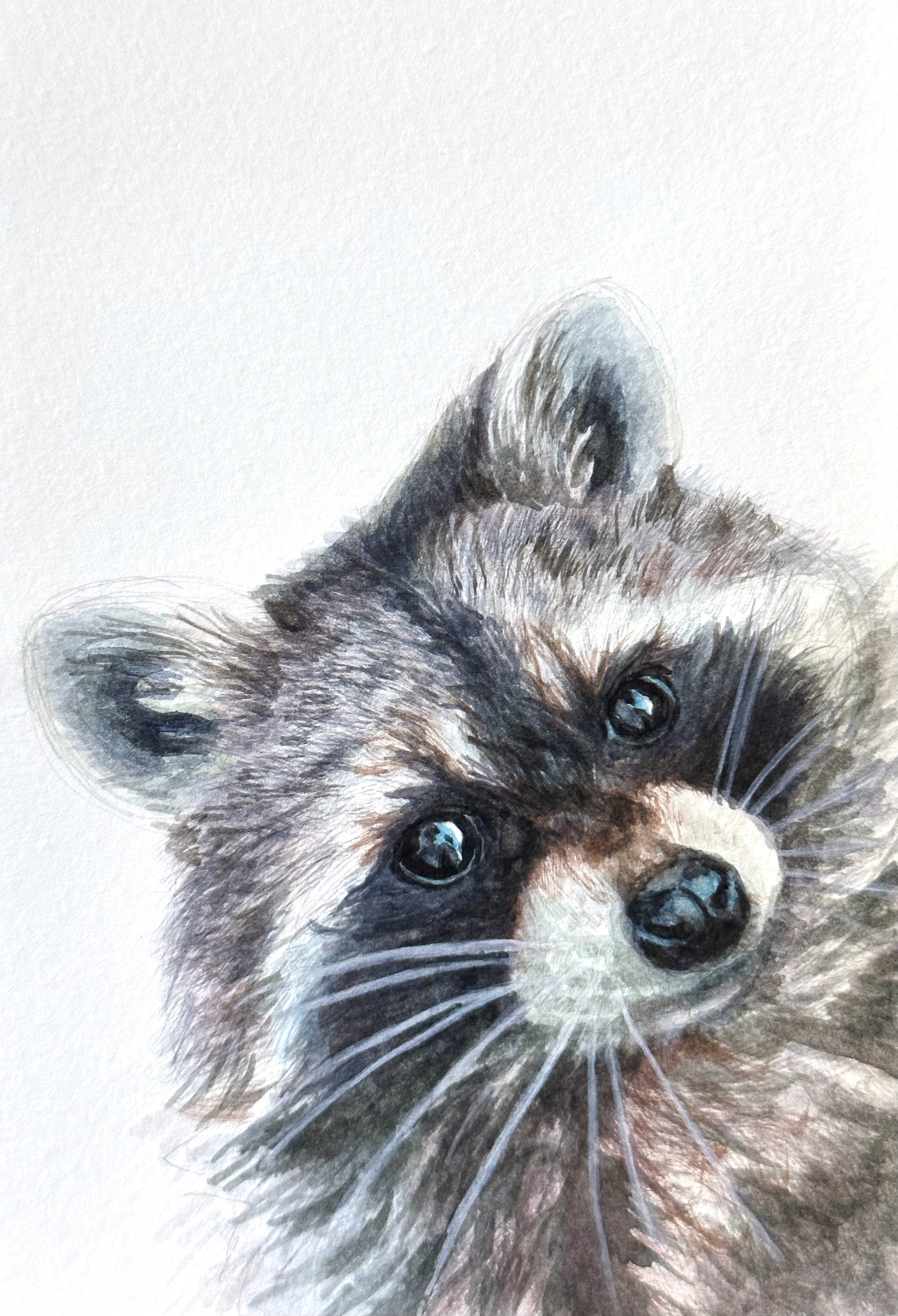 Raccoon &nbsp;&nbsp; | &nbsp;&nbsp; 5" x 8.25" &nbsp;&nbsp;|&nbsp;&nbsp;  watercolor on paper