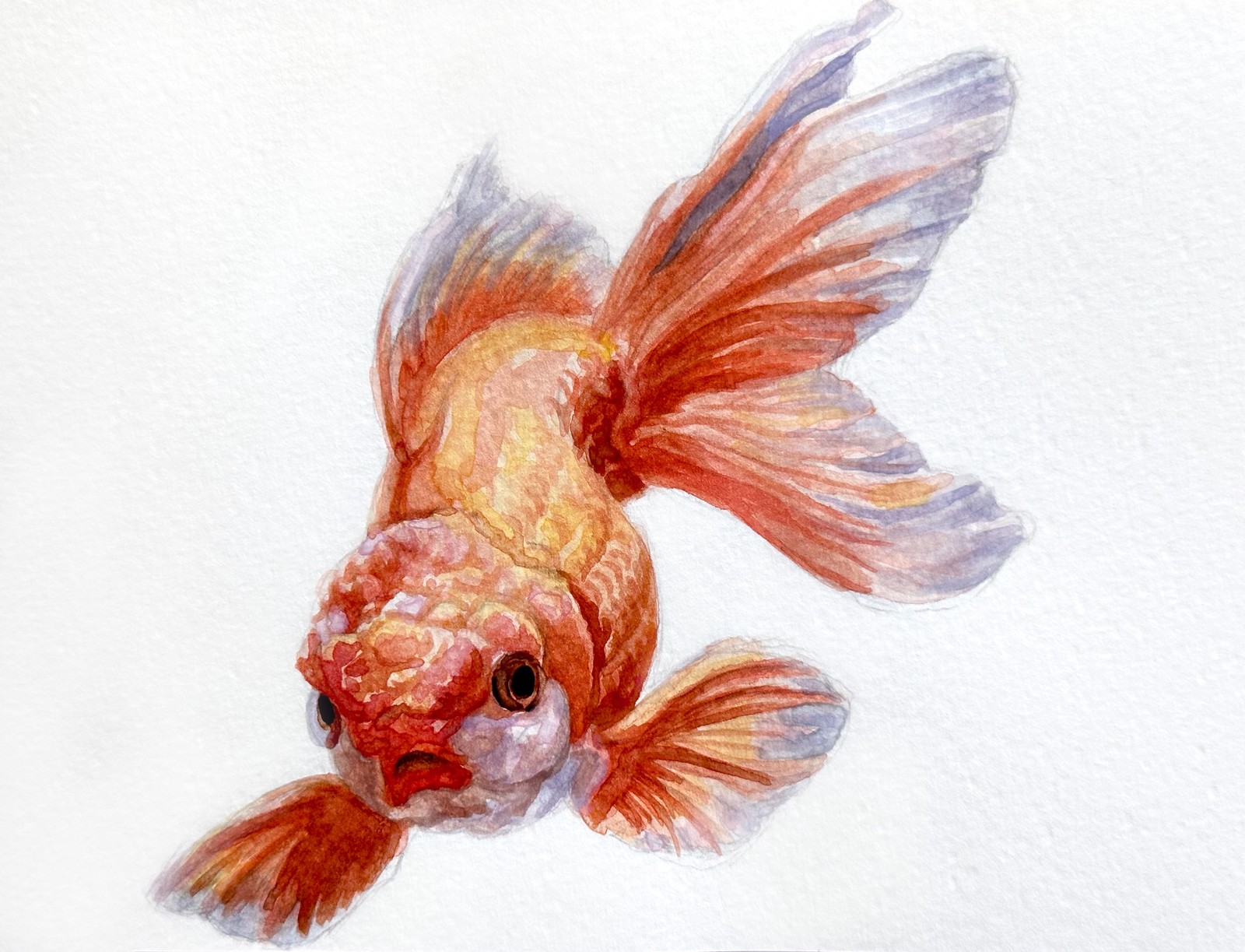 Oranda Goldfish &nbsp;&nbsp; | &nbsp;&nbsp; 8.25" x 5" &nbsp;&nbsp;|&nbsp;&nbsp;  watercolor on paper