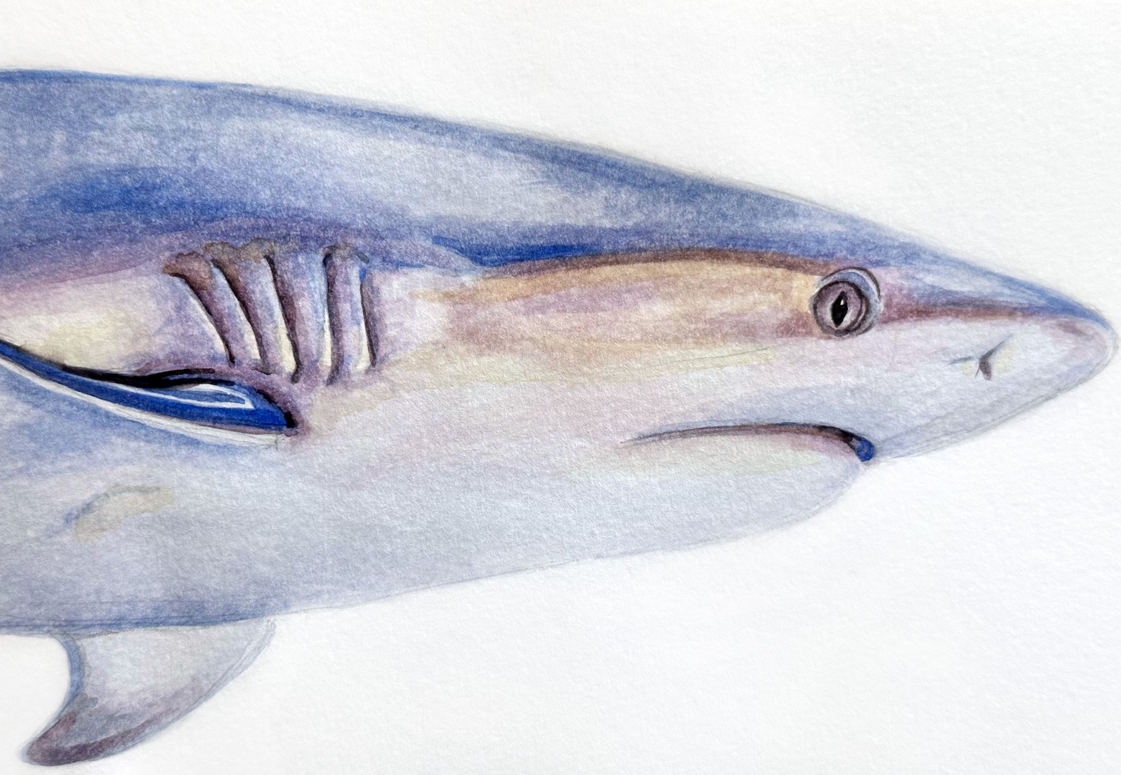 Grey Reef Shark &nbsp;&nbsp; | &nbsp;&nbsp; 8.25" x 5" &nbsp;&nbsp;|&nbsp;&nbsp;  watercolor on paper