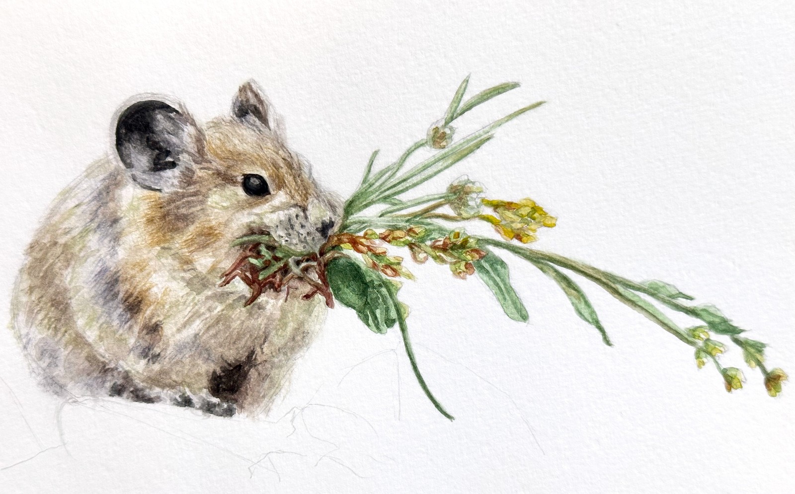 American Pika &nbsp;&nbsp; | &nbsp;&nbsp; 8.25" x 5" &nbsp;&nbsp;|&nbsp;&nbsp;  watercolor on paper